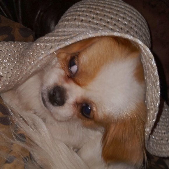 Meet your Posher, Bideo - Picture 11 of 14